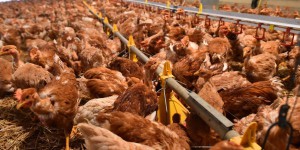 En France, 600 000 volailles abattues en un mois pour contenir la diffusion de la grippe aviaire