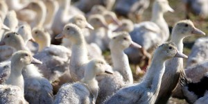 Grippe aviaire : un deuxième foyer détecté dans un élevage des Landes