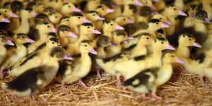 La grippe aviaire réapparaît dans un élevage de canards du Sud-Ouest