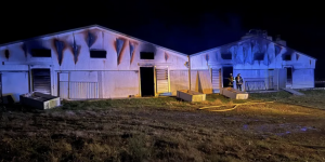 Loire-Atlantique : 400 veaux tués dans l’incendie d’un bâtiment agricole