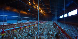 Le nouvel épisode de grippe aviaire accentue les tensions dans la filière