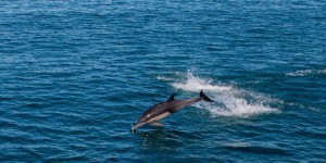 Deux ONG annoncent attaquer l’Etat devant le Conseil d’Etat pour mieux protéger les dauphins