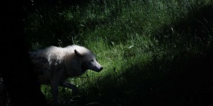 Quatre loups au comportement inhabituel abattus dans un zoo du Tarn