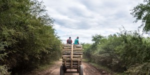 Dans la région latino-américaine du Gran Chaco, la déforestation n’est pas une fatalité