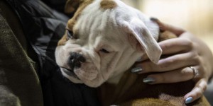Les salons de chiens et chats, angle mort de la loi sur la maltraitance animale