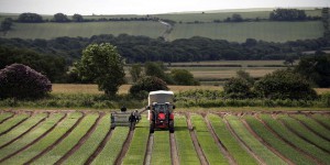Agriculture : le Royaume-Uni va réserver les subventions aux exploitations qui protègent l’environnement