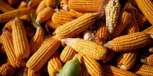Agro-industrie : « Pour la première fois dans l’histoire, la société européenne subventionne  la mise en place d’un échange inégal qui lui est défavorable »