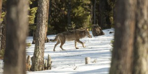 Des animaux protégés empoisonnés dans le parc national de la Vanoise