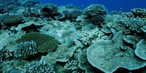 Ces chercheurs qui aident les coraux à survivre
