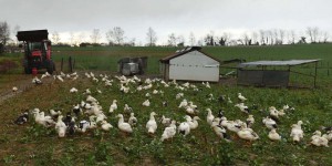 La grippe aviaire s’étend en France, avec 41 élevages infectés, dont un premier en Vendée