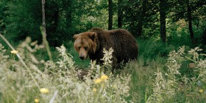 En Italie, sur les traces de l’ours brun de l’Apennin