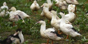 L’épidémie de grippe aviaire touche plus de 150 élevages en France