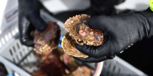 L’espoir d’une solution contre la mortalité massive des jeunes huîtres