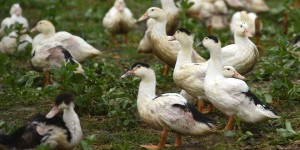 La nouvelle crise de grippe aviaire pose la question de la vaccination