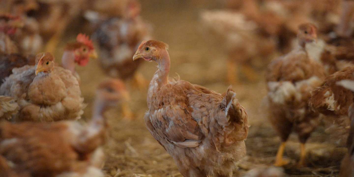 « Si je ne trouve pas de solution, comment je fais ? » : dans le Nord, les éleveurs démunis face à la nouvelle épizootie de grippe aviaire