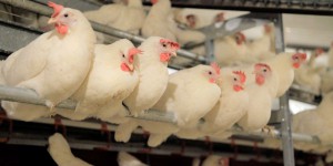 Grippe aviaire aux Etats-Unis : deux nouveaux élevages contaminés