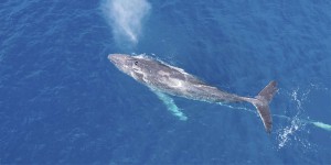 L’Islande compte cesser la chasse à la baleine à partir de 2024