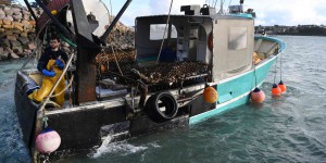 La surpêche diminue en France, mais beaucoup d’espèces de poissons s’effondrent