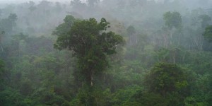 La Terre abriterait 9 200 espèces d’arbres n’ayant pas encore été découvertes
