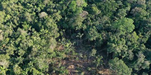 Vols d’arbres centenaires en Ariège : le forestier condamné à neuf mois de prison ferme et à de fortes amendes