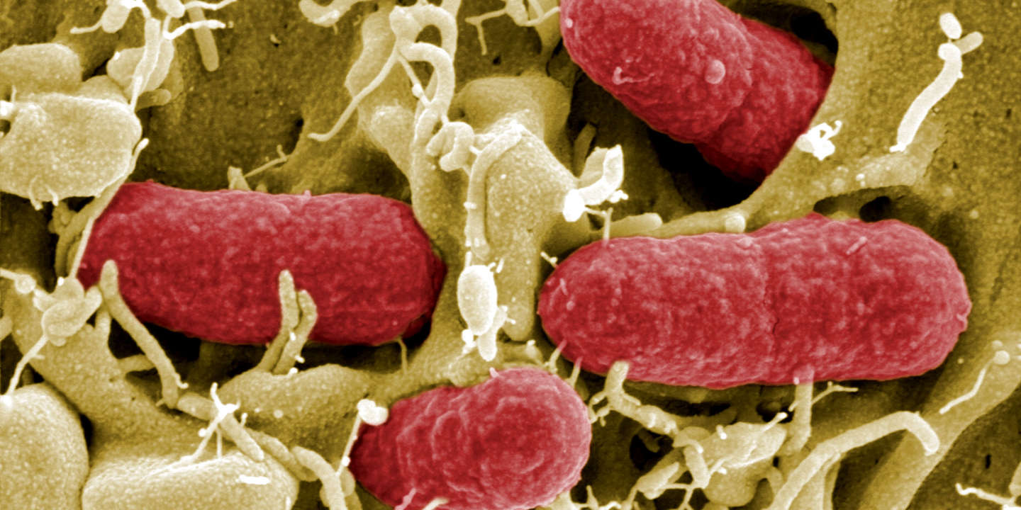 Bactérie « E. coli » : les autorités sanitaires insistent sur la prévention après la mort de deux enfants en 2022