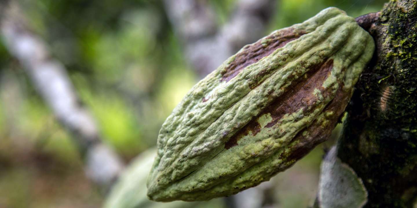 Cacao : « Les multinationales se taillent la part du lion »