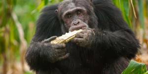 Dans la forêt de Sebitoli, en Ouganda, les chimpanzés sauvages sont exposés à des dizaines de pesticides