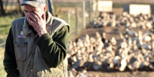 Grippe aviaire : déjà dix millions de volailles abattues en France