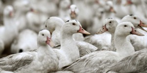 Grippe aviaire en pleine expansion : des millions d’animaux à abattre dans le Grand Ouest