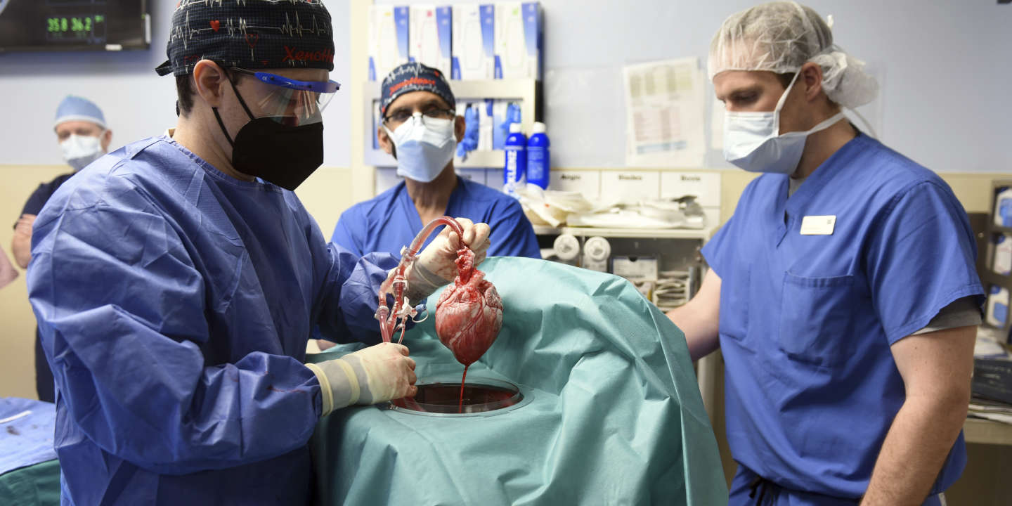 Malgré le décès du patient, cette première xénogreffe avec un cœur porcin est considérée comme un succès
