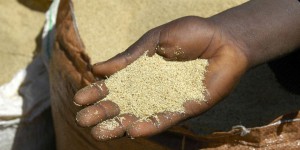 « Prétendre éviter des crises alimentaires en Afrique et au Moyen-Orient en relançant la production agricole européenne serait une erreur »