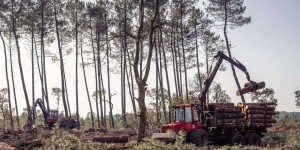 Réchauffement, biodiversité, rentabilité : les forêts confrontées à de multiples défis