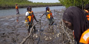 Au Sénégal, des huîtres et du miel pour sauver la mangrove