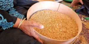 En Tunisie, le renouveau des semences paysannes