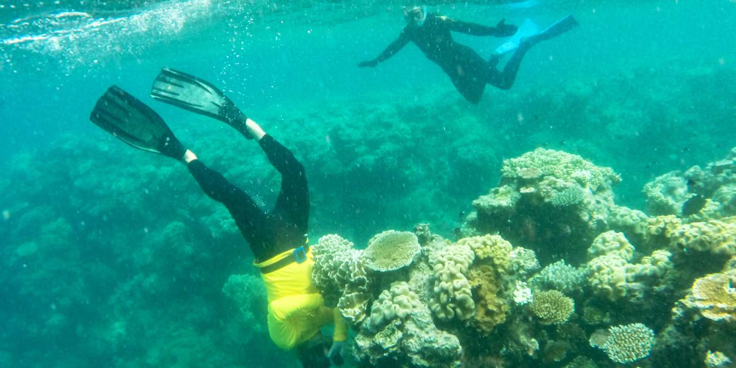Les Australiens au chevet de la Grande Barrière de corail