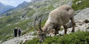 « En autorisant l’abattage massif de bouquetins des Alpes, l’Etat suit le lobby des syndicats agricoles contre l’avis des scientifiques »