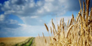 « La crise alimentaire va à nouveau soulever la question de l’autonomie agricole de l’Europe »