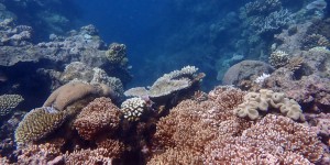 Epreuve de force entre l’Australie et l’Unesco autour du classement de la Grande Barrière de corail