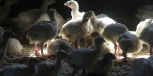 Un premier cas humain de grippe aviaire H3N8 détecté en Chine