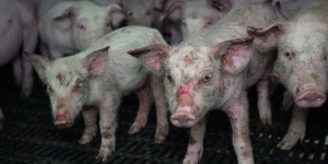 Les propriétaires d’un élevage porcin, qui avaient été épinglés par l’association L214, condamnés pour maltraitance animale