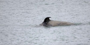 Une autopsie est prévue pour l’orque retrouvée morte dans la Seine