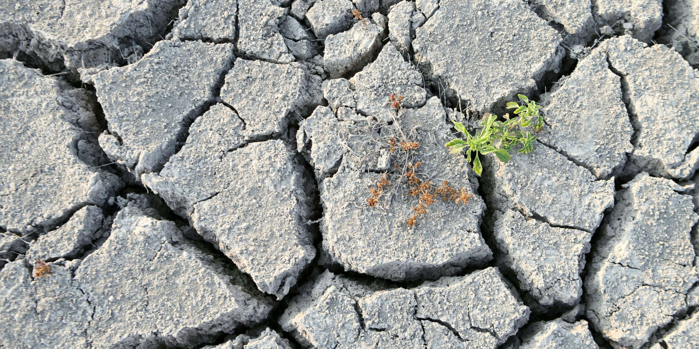 Le déficit de 25 % de pluviométrie en avril aura un « impact » sur la production de céréales
