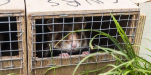Le grand hamster d’Alsace, une espèce sous perfusion