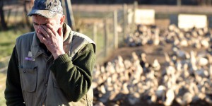 Grippe aviaire : en Vendée et dans les Deux-Sèvres, les éleveurs confrontés à une épidémie sans précédent
