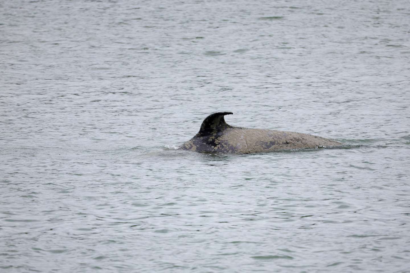 L’orque en difficulté dans la Seine va être euthanasiée