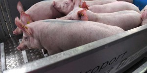Peste porcine africaine : un foyer détecté dans l’ouest de l’Allemagne, près de la frontière française