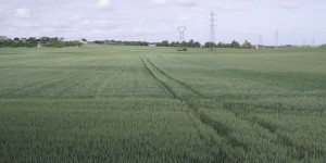 « Il ne pleut pas depuis un mois et demi » : la sécheresse inquiète les agriculteurs