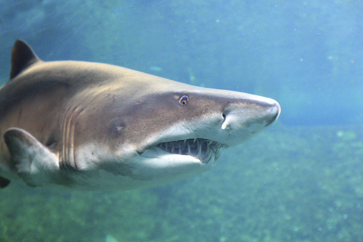 « Les populations de requins pélagiques ont chuté de plus de 70 % au cours des cinquante dernières années »