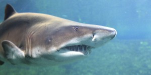 « Les populations de requins pélagiques ont chuté de plus de 70 % au cours des cinquante dernières années »