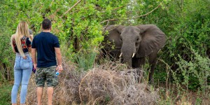 Au Zimbabwe, 60 personnes ont été tuées par des éléphants depuis le début de l’année